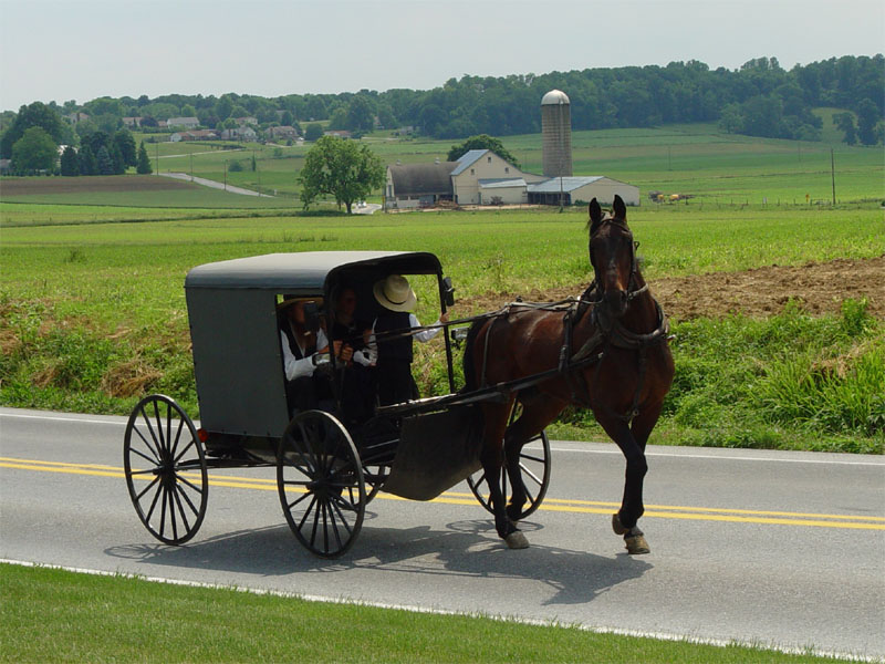 Amish Novel